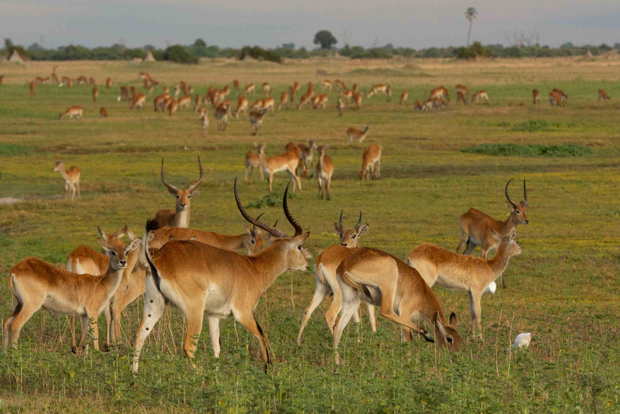 Duba Plains Camp