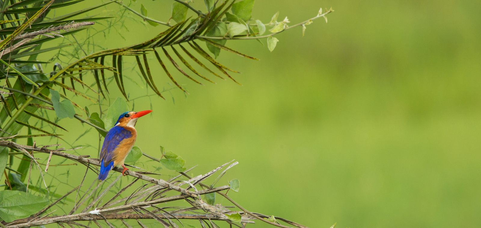 Duba Plains Camp Duba Plains Camp: Malachiteisvogel