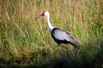 Duma Tau Camp: Klunkerkranich