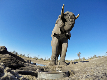 Elephant Pan Camp: Elefant feet and up