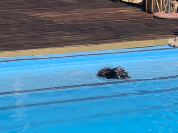 Epacha Game Lodge: Ortsfremdes Stachelschwein