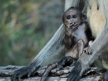 Flame of the Forest Safari Lodge: Affenbaby
