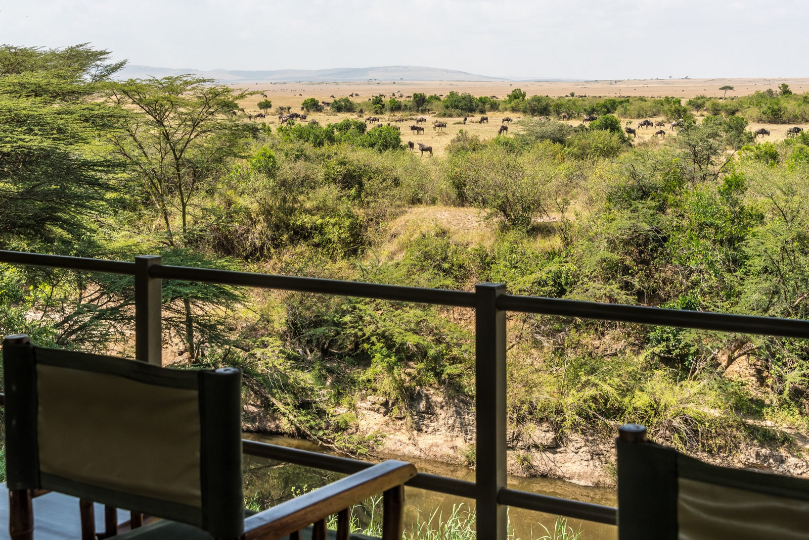 Ilkeliani Camp Ilkeliani Camp: Blick auf grasende Gnus