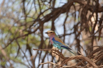 Kalahari Game Lodge Kalahari Game Lodge: Gabelracke