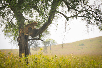 Kidepo National Park: Climbing Cheetah
