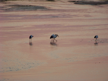 Kutandala Camp: Ibisse