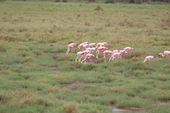 Lake Nakuru Sopa Lodge Lake Nakuru Sopa Lodge: Skimming Flamingos