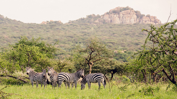 Legendary Mwiba Lodge: Zebras