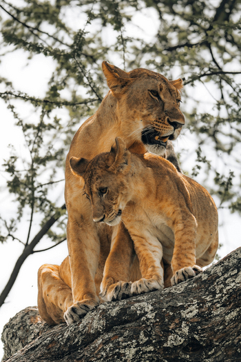 Little Chem Chem: Löwen im Baum