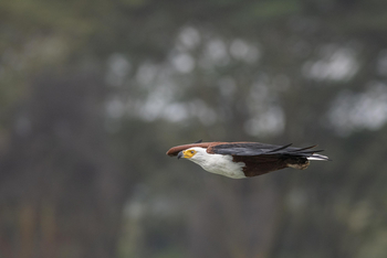 Loldia House: Lake Oloidien