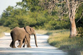 Mogotlho Safari Lodge Mogotlho Safari Lodge: Junge Elefanten