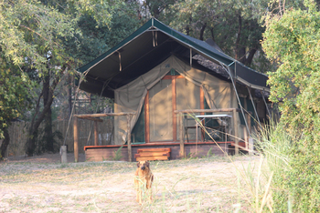 Ndhovu Safari Lodge: Familienzelt