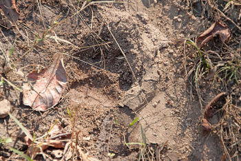 Pench Jungle Camp: Tigerspur