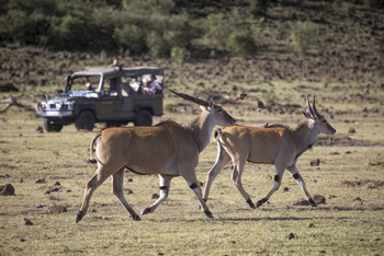 Richard's River Camp: Game Drive