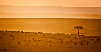 Sala's Camp: Gnus im Gegenlicht
