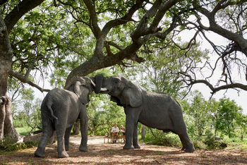 Sanctuary Baines' Camp: Elefanten