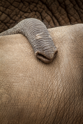 Saruni Samburu: Reteti Elephan Sanctuary
