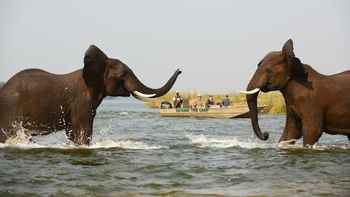 Sausage Tree Camp: Elefantengerangel