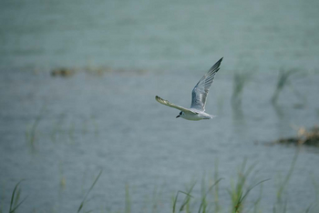 Sawai Vilas: Lake Mansarovar - Tern
