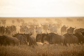 Serengeti Sametu Camp: Gnus und Zebras