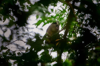 Sette Cama Eco Camp: Crowned Monkey