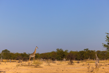 Sungani Lodge Sungani Lodge: Giraffe