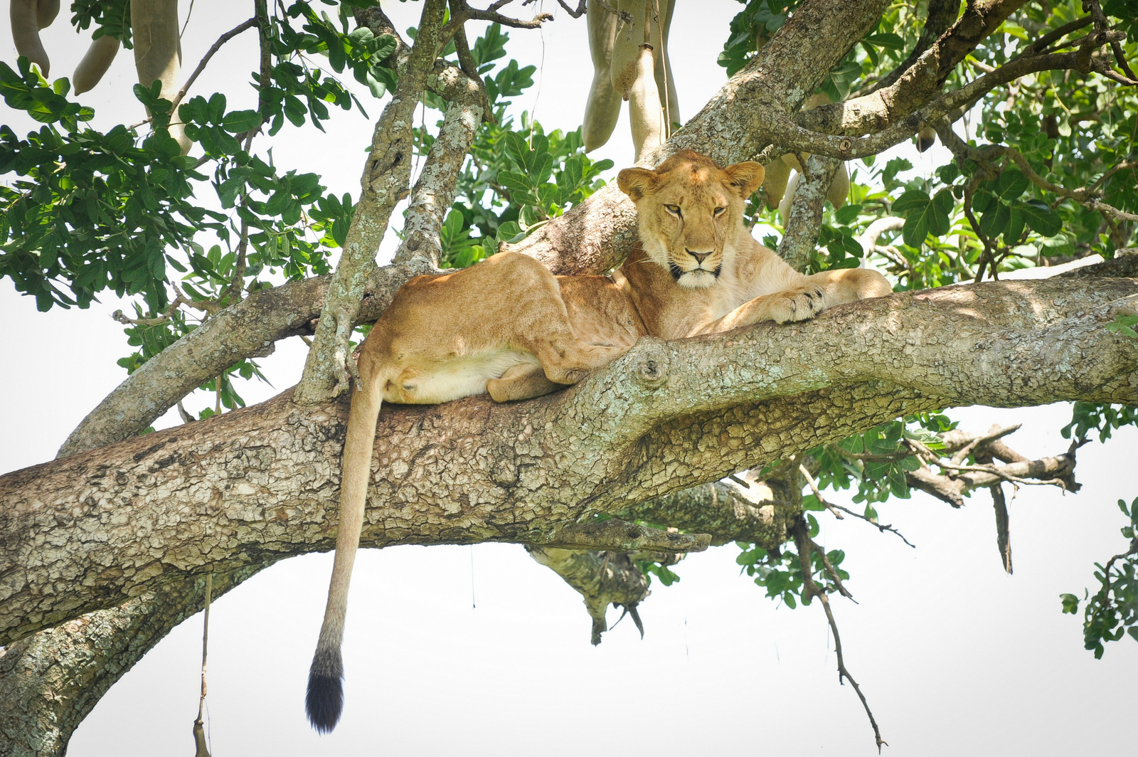 Kidepo National Park Kidepo National Park