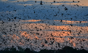 Wasa Lodge: Fruit Bats flying out