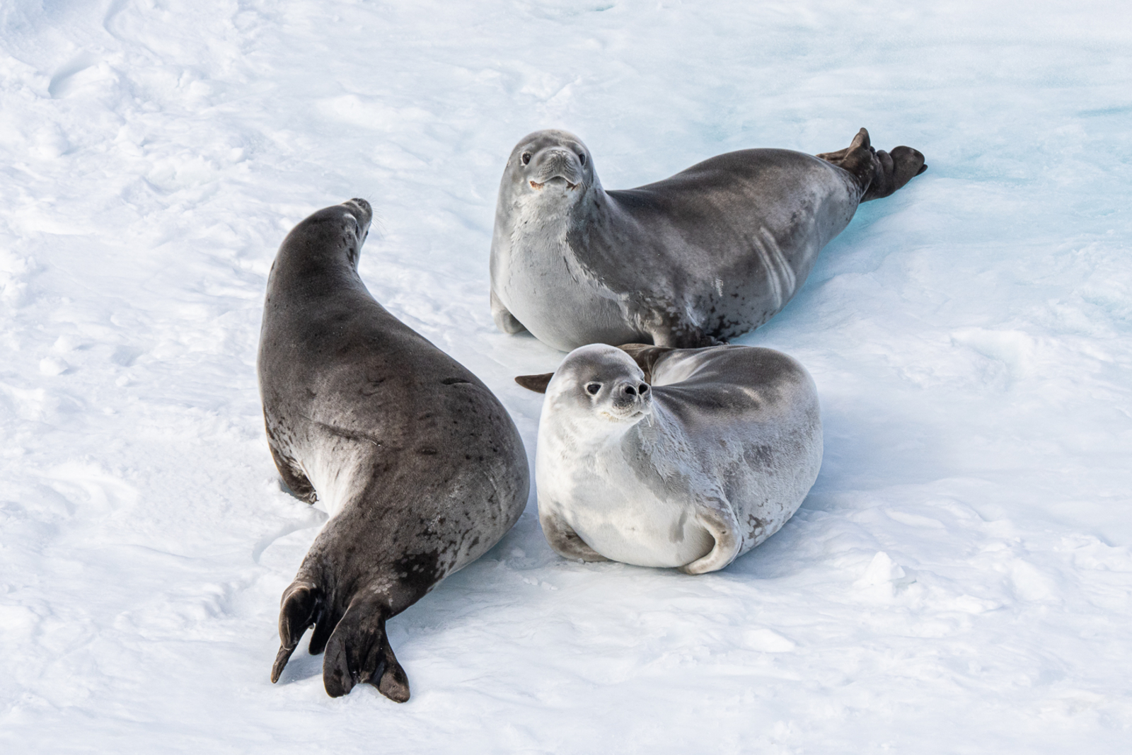 Antarctica21 Tiere Antarctica21 Tiere