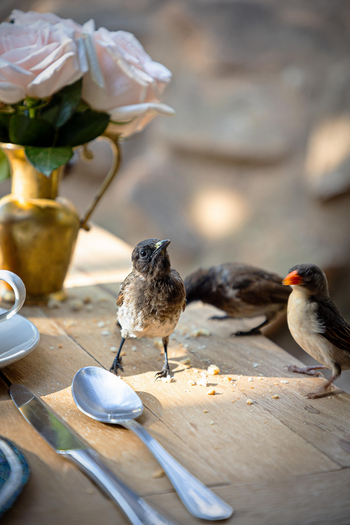 Borana Lodge Borana Lodge: Vögel auf dem Esstisch Nahaufnahme