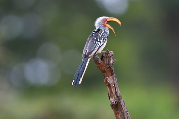Chilo Ivory Trail Adventure: Yellow Hornbill