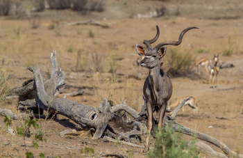 Hobatere Lodge: Kudubock