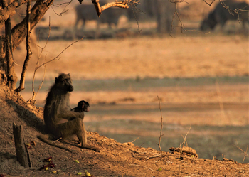 Ingwe Pan Camp: Pavianmutter mit Baby