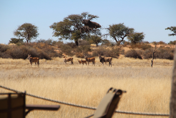 Kalahari Red Dunes Lodge: Elenantilopen