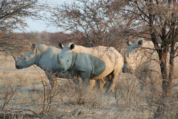 Khama Rhino Sanctuary Khama Rhino Sanctuary: Nashörner