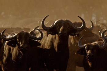 Konkamoya Lodge: Büffel