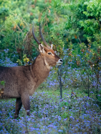 Koroi Forest Camp: Wasserbock von der Seite