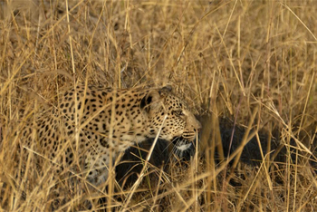 Kubu Lodge: Leopard