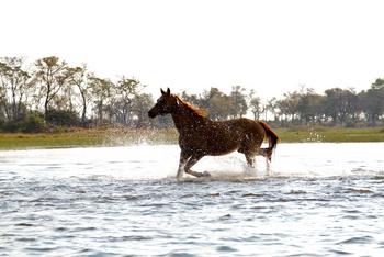 Kujwana Camp: Pferd im Wasser