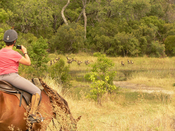 Kujwana Camp: Wildhunde