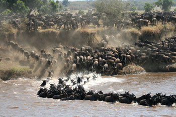 Lamai Serengeti: Wildebeest Crossing