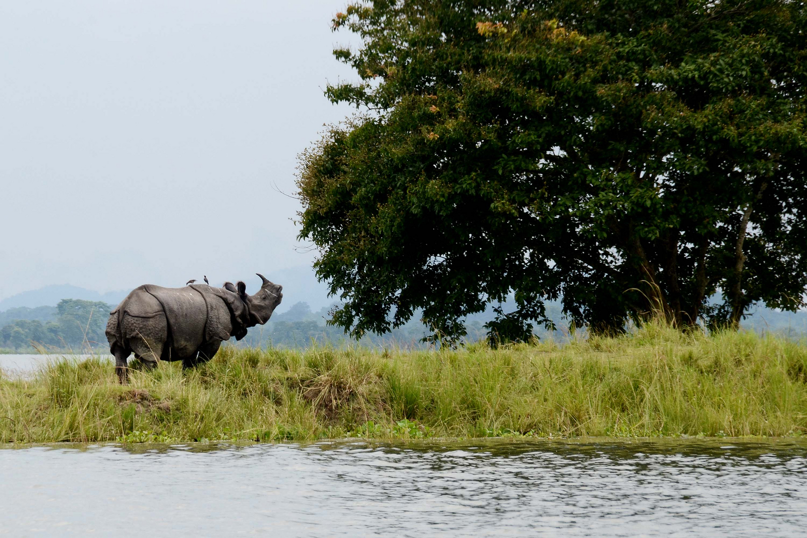 Männliches Panzernashorn in Kaziranga Männliches Panzernashorn in Kaziranga