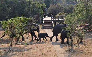Mbali Mbali Katavi Camp: Elefanten vor dem Camp