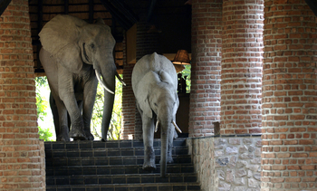 Mfuwe Lodge: Elefanten in der Lobby
