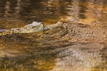Moanachira Flood Plains: Krokodil im Wasser