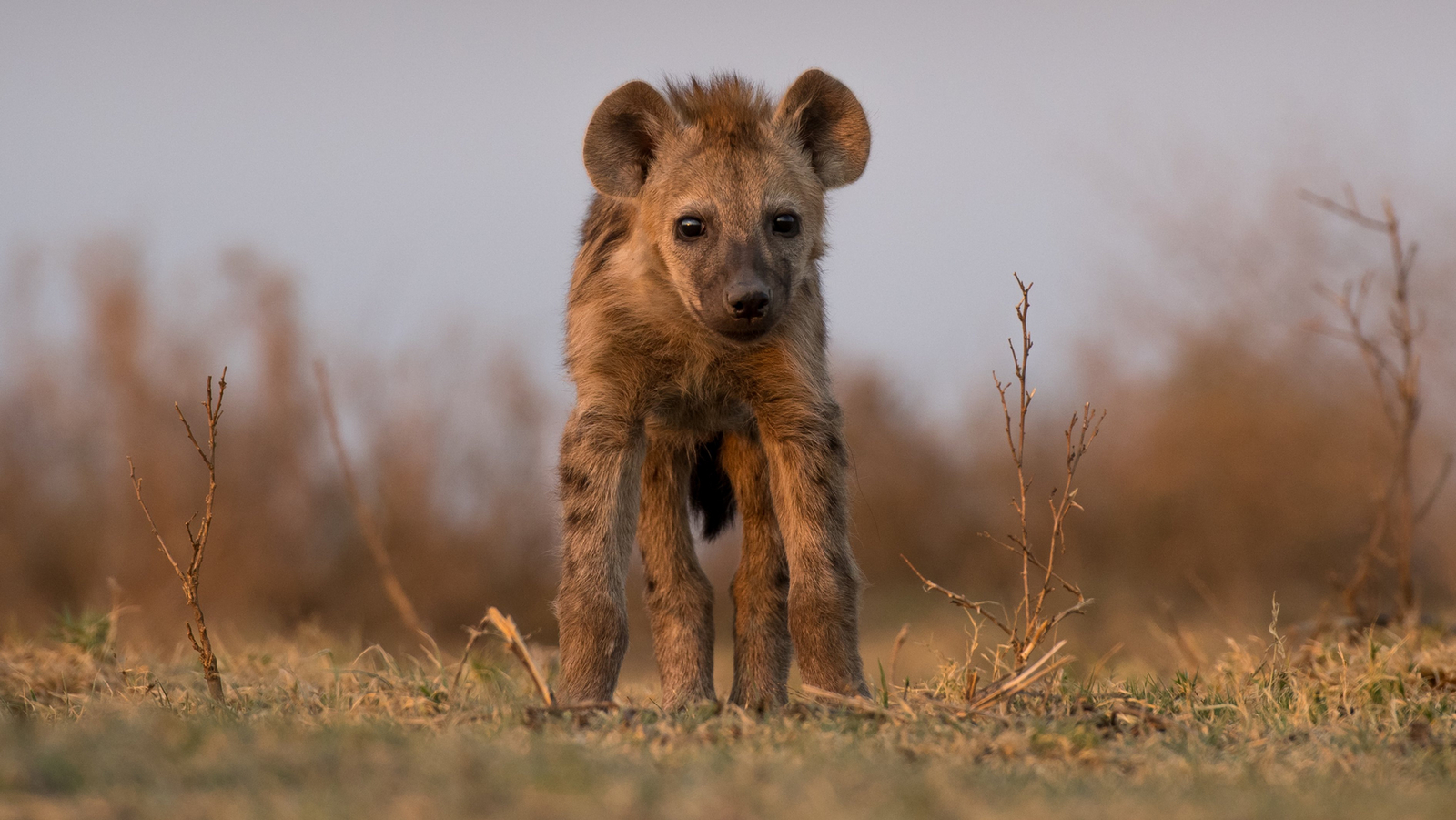 Musekese Camp Musekese Camp: Junge Hyäne