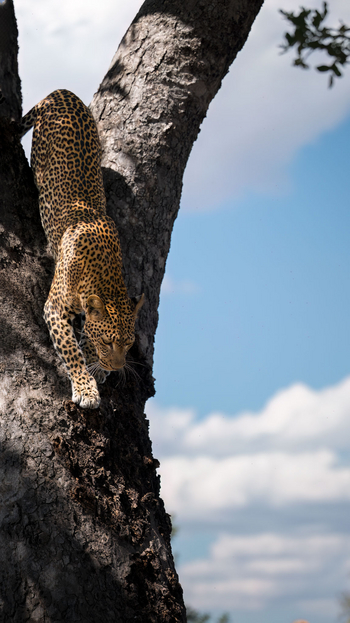 Mwagusi Safari Camp: Leopard