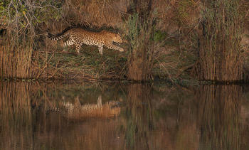 Ntemwa Busanga Bushcamp Ntemwa Busanga Bushcamp: Leopard auf Pirsch