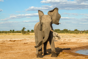 Nxai Pan Camp: Warnung