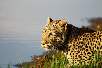Okonjima Plains Camp: Leopard